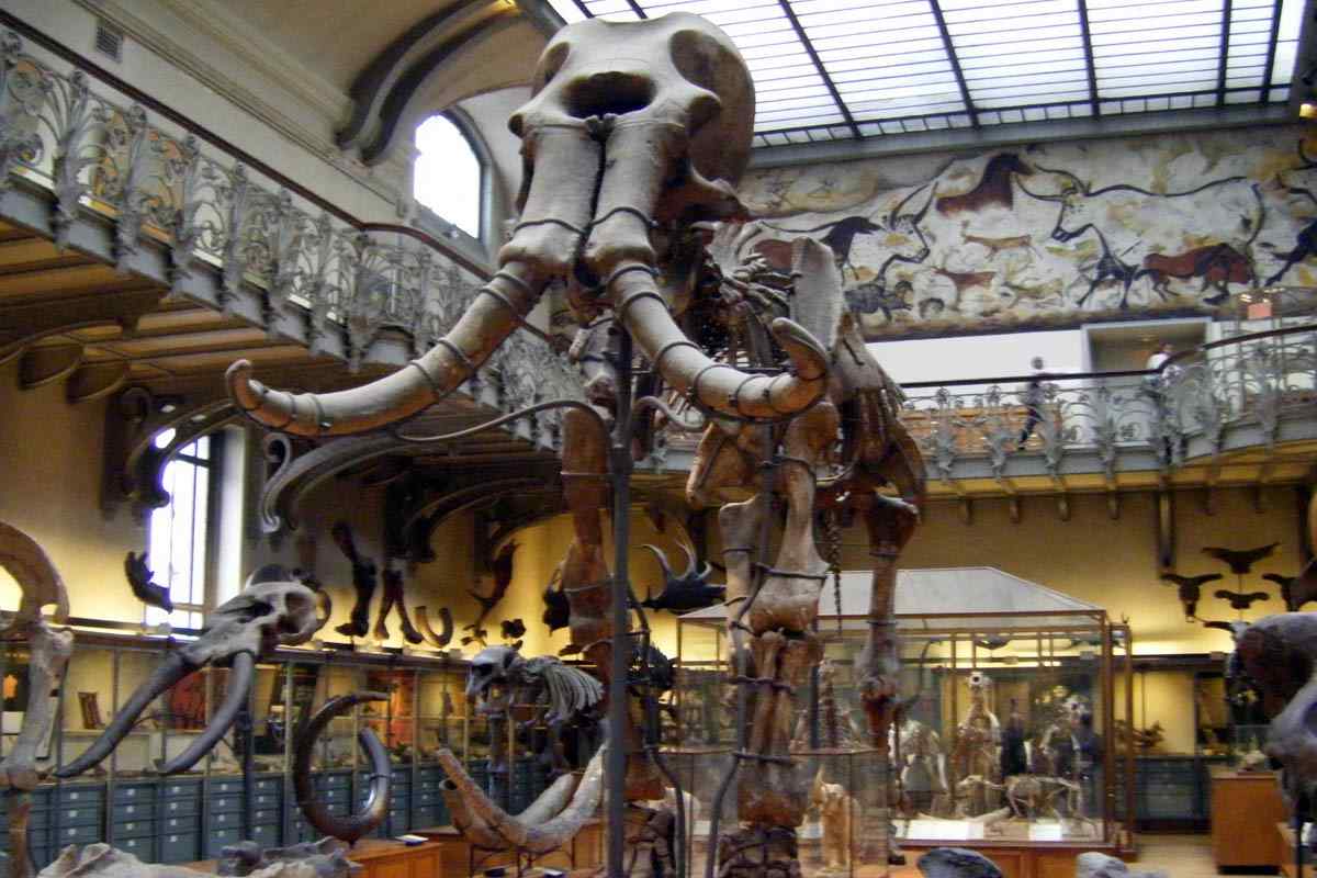 Museo de Historia Natural de París